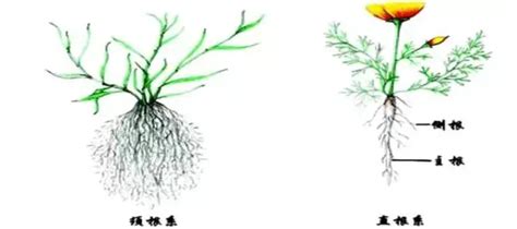 根的種類|植物根系確認